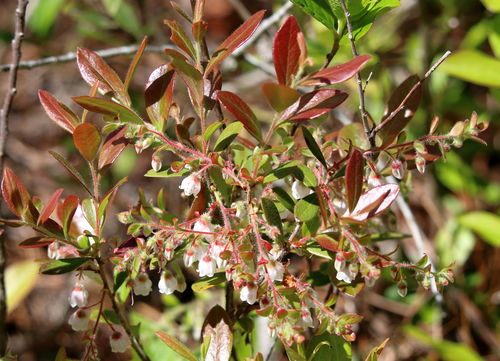 Image of Gaylussacia mosieri by (c) Lauren McLaurin, some rights reserved (CC BY)
