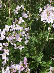 Cardamine pratensis