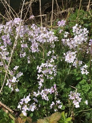 Cardamine pratensis