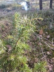 Juniperus communis