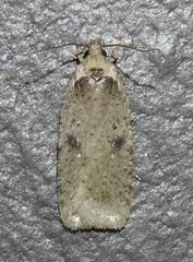 Agonopterix argillacea