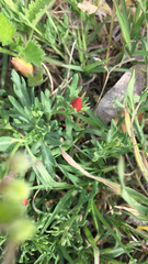 Menodora heterophylla