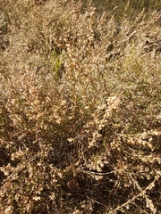 Calluna vulgaris