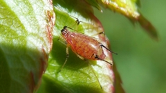 Macrosiphum rosae