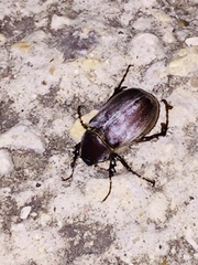 Listrochelus pulcher