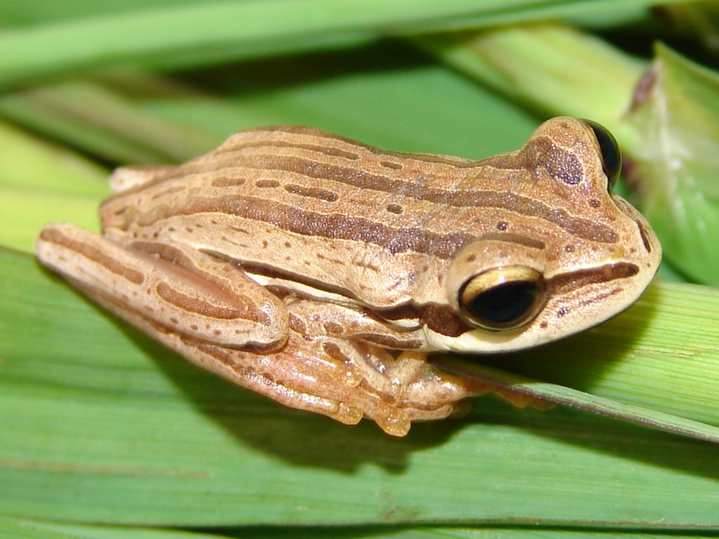 Cope's Eastern Paraguay Treefrog