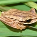 Becker's Tree Frog - Photo (c) Diogo Provete, some rights reserved (CC BY-NC), uploaded by Diogo Provete