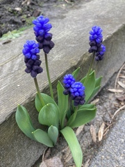 Muscari latifolium