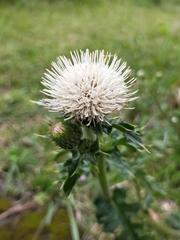 Cirsium brevicaule