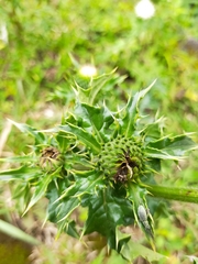 Cirsium brevicaule