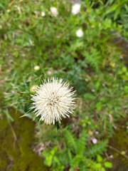 Cirsium brevicaule