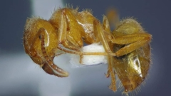 Lasius umbratus