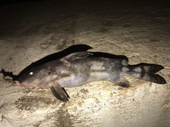 Rhinodoras dorbignyi