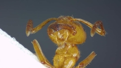 Lasius umbratus