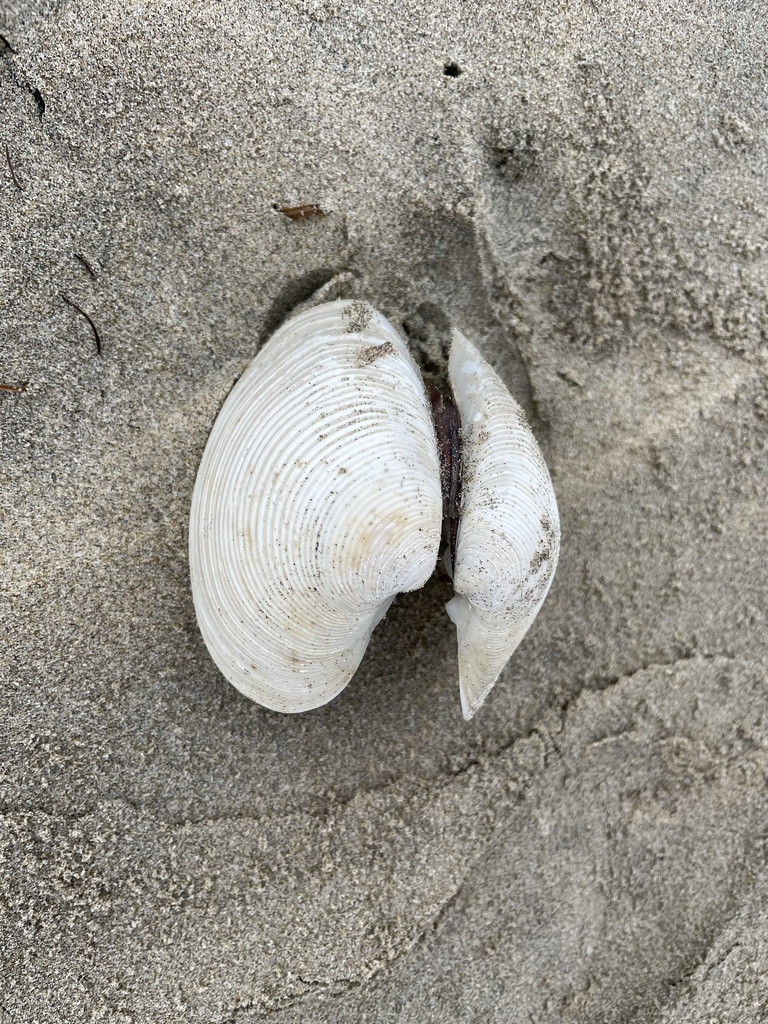 white venus