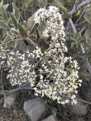 Vernonanthura cordata