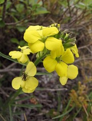 Erysimum sylvestre