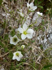 Cherleria capillacea