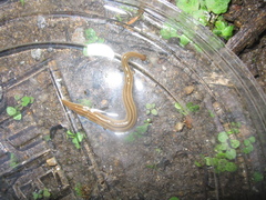 Bipalium pennsylvanicum