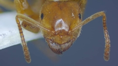 Lasius umbratus