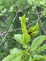 Harmonia axyridis