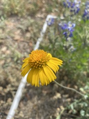 Amblyolepis setigera