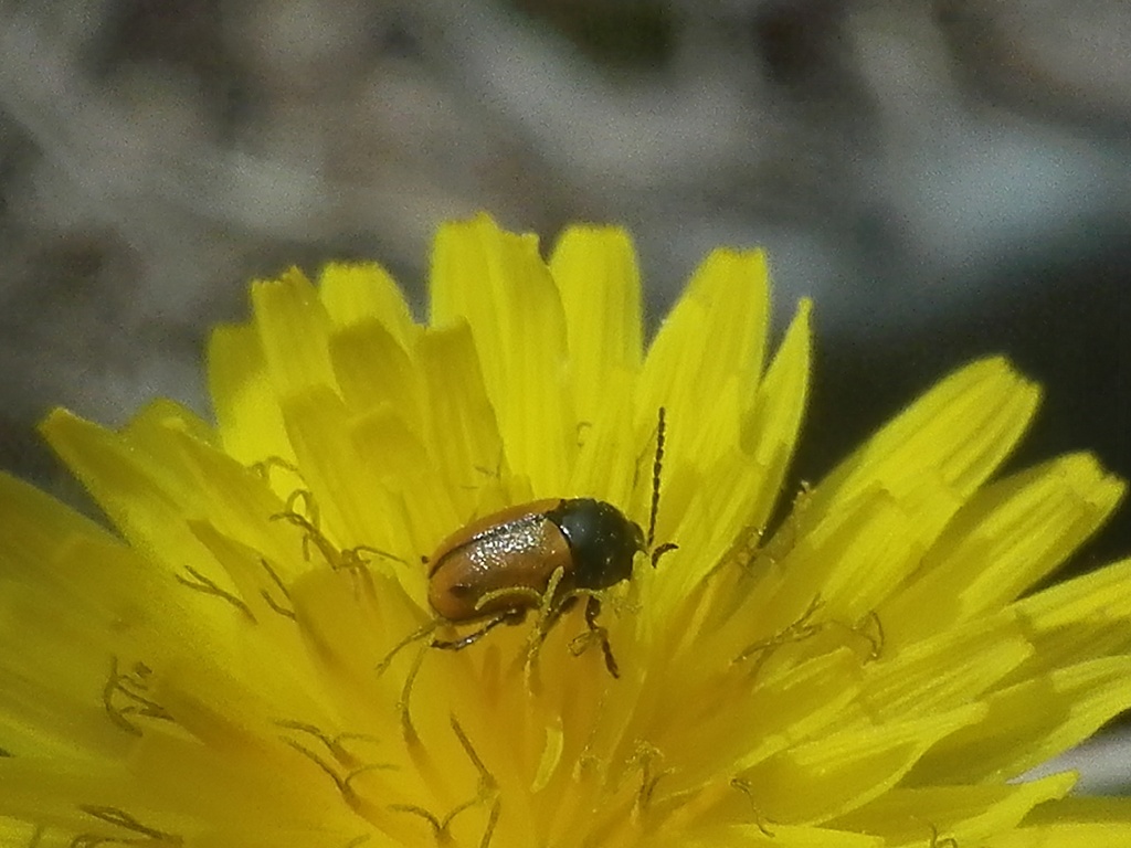Cryptocephalus rugicollis from Lisbon, Portugal on April 9, 2021 at 11