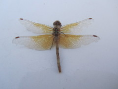 Sympetrum semicinctum