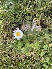 Bellis perennis