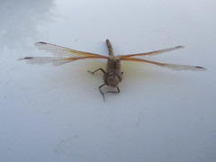 Sympetrum semicinctum
