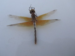 Sympetrum semicinctum