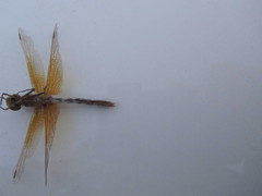 Sympetrum semicinctum