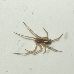 Linyphia hortensis