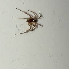 Linyphia hortensis