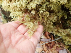 Hylocomium splendens image