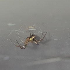 Linyphia hortensis