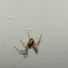 Linyphia hortensis
