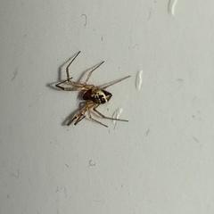 Linyphia hortensis