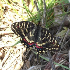 Sericinus montela