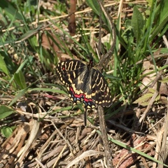 Sericinus montela