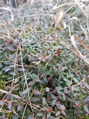Vaccinium oxycoccos