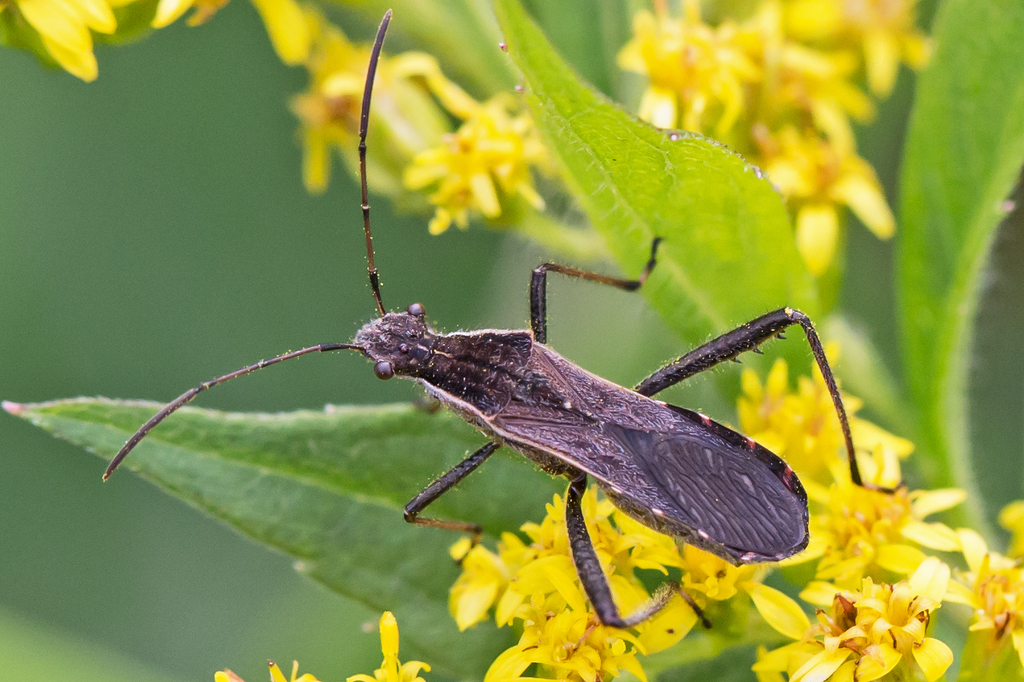 White-margined Alydid