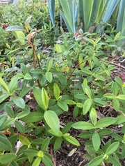 Hypericum monogynum