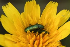 Psilothrix viridicoerulea