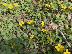 Chrysogonum