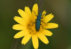 Psilothrix viridicoerulea