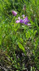 Calopogon oklahomensis