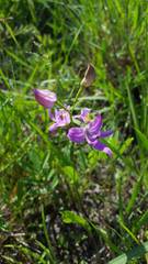 Calopogon oklahomensis