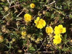 Potentilla pusilla