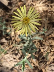 Xanthisma spinulosum